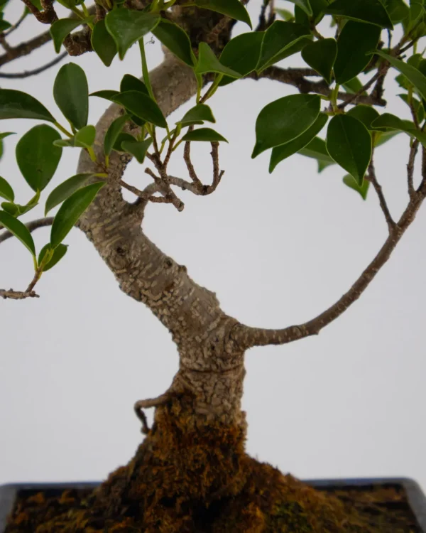 Ficus Microcarpa - VivaiBrugna