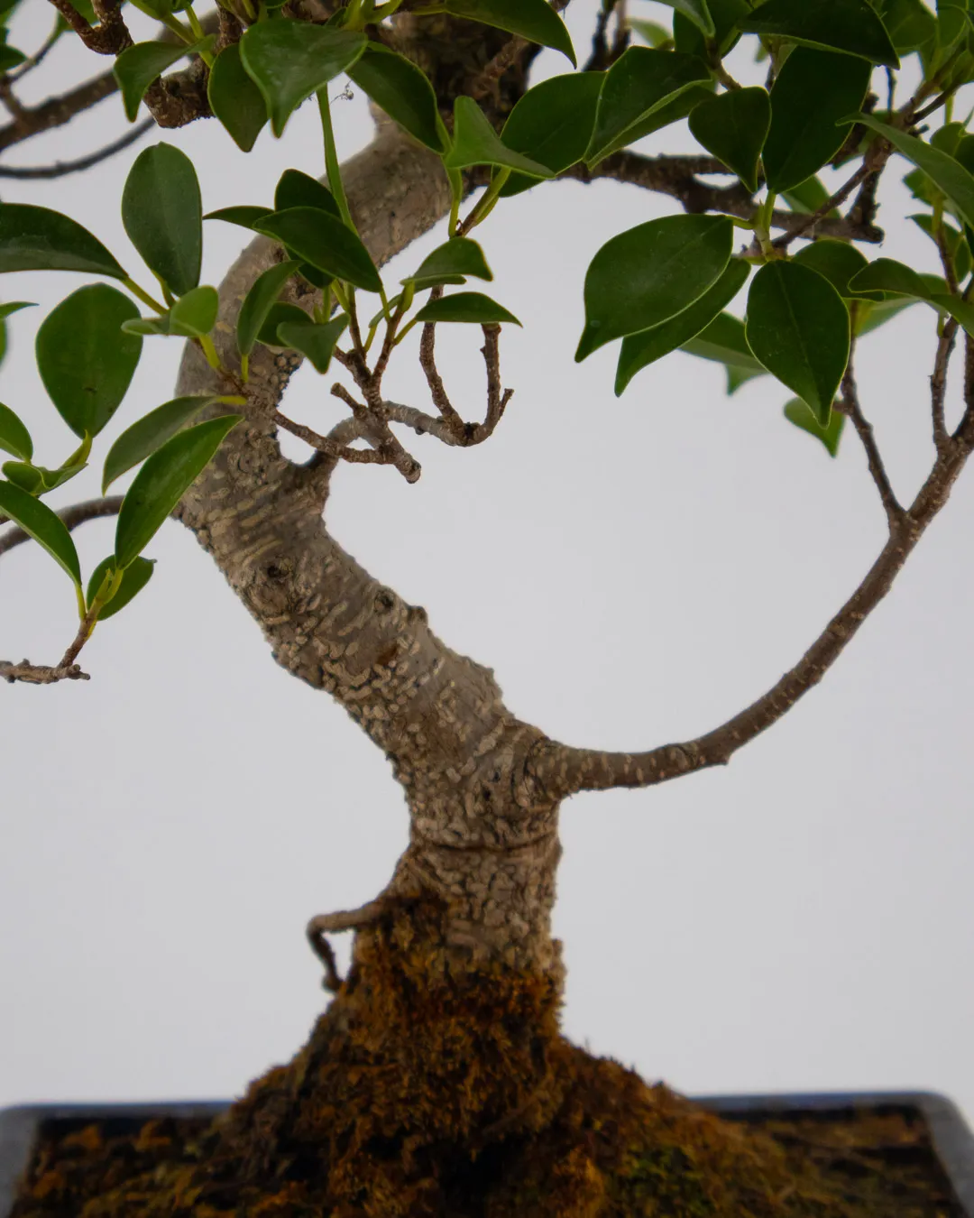 Ficus Microcarpa - VivaiBrugna