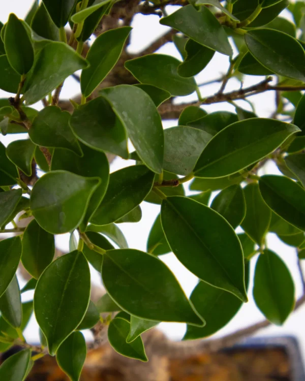 Ficus Microcarpa - VivaiBrugna