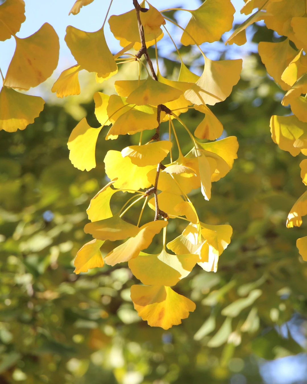 Ginkgo biloba Goldspire - VivaiBrugna