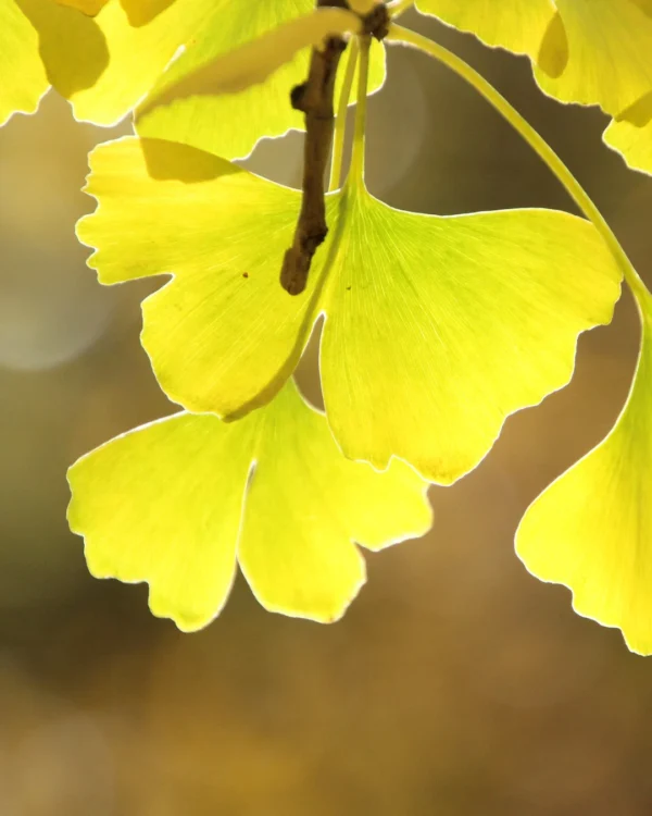 Ginkgo biloba Goldspire - VivaiBrugna