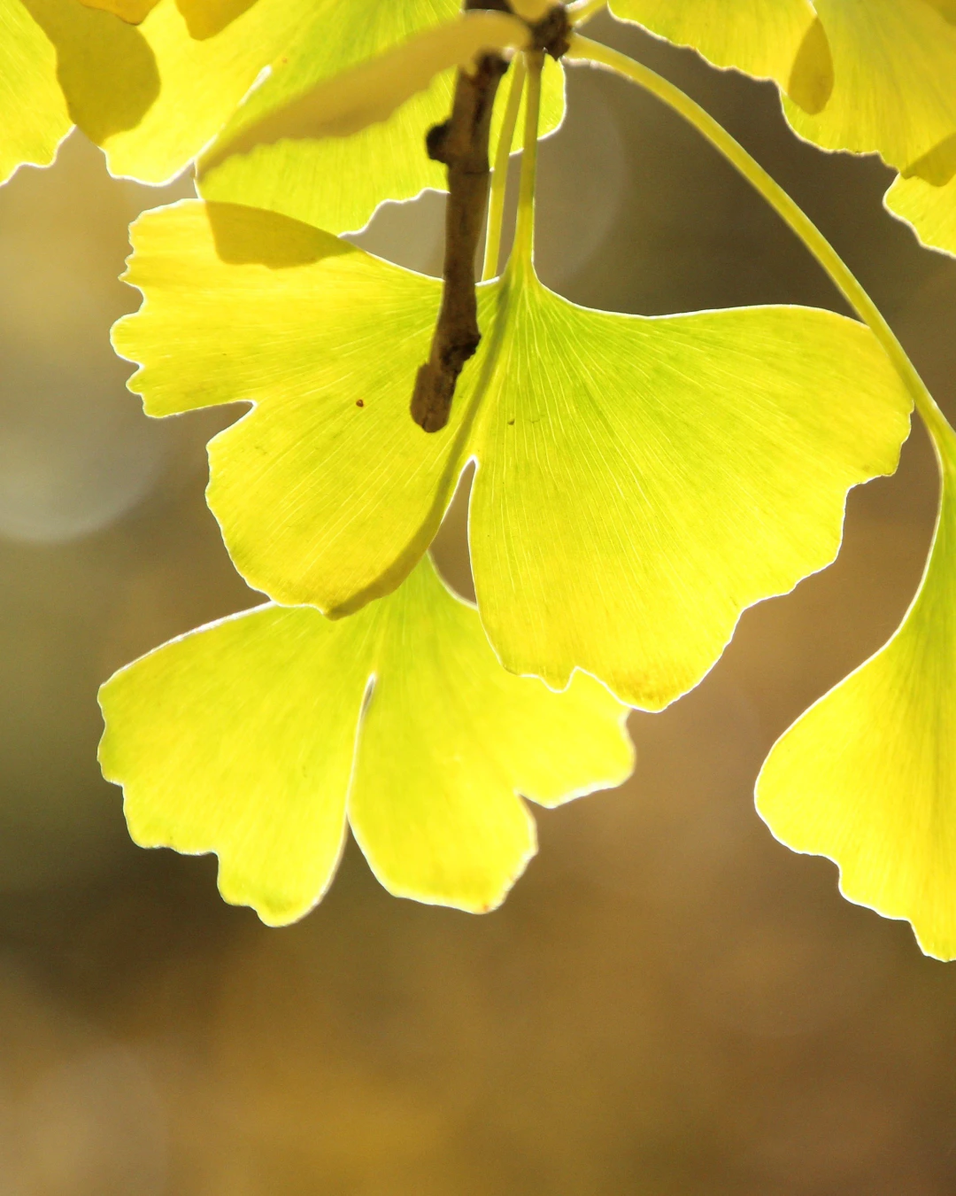 Ginkgo biloba Goldspire - VivaiBrugna