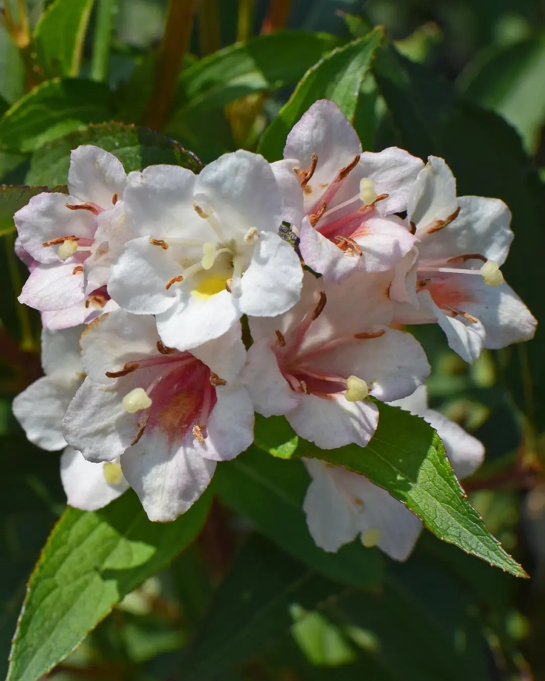 Abelia Grandiflora Kaleidoscope - VivaiBrugna
