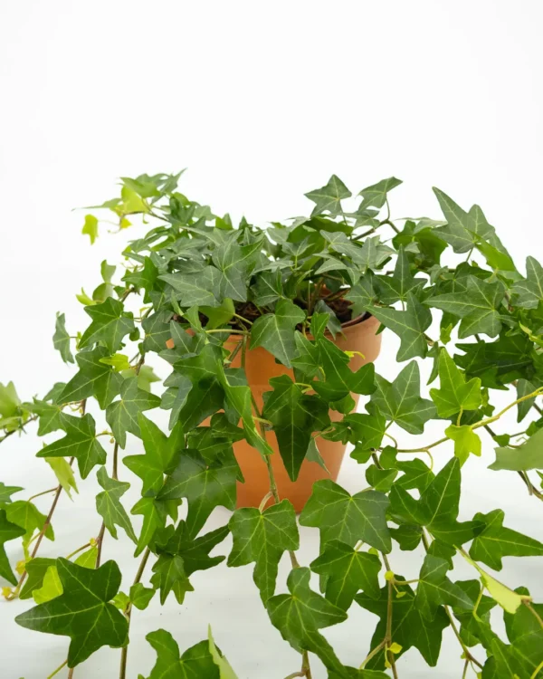 Hedera elja - VivaiBrugna