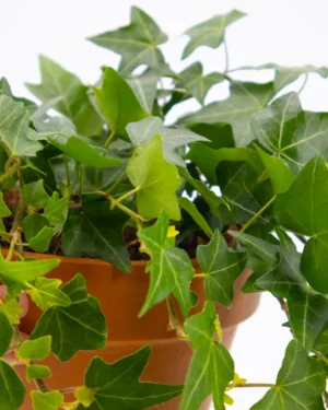 Hedera elja - VivaiBrugna