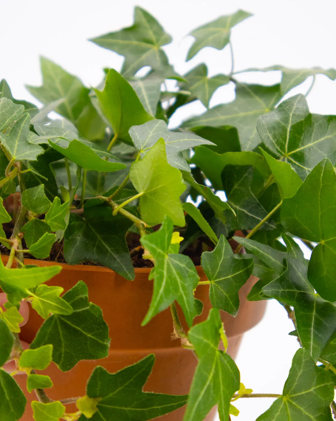 Hedera elja - VivaiBrugna