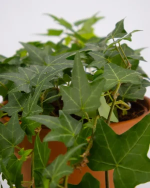 Hedera elja - VivaiBrugna