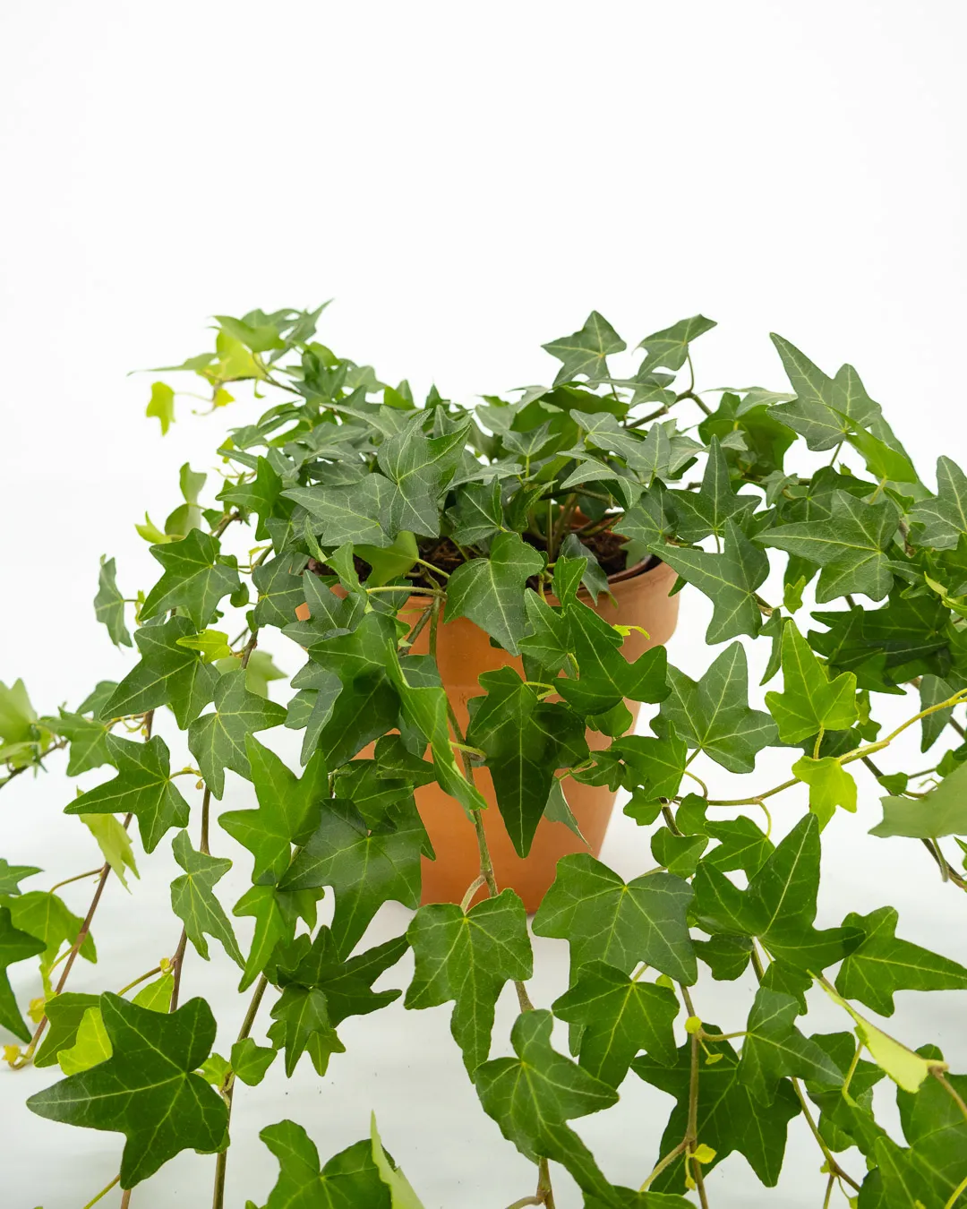 Hedera elja - VivaiBrugna