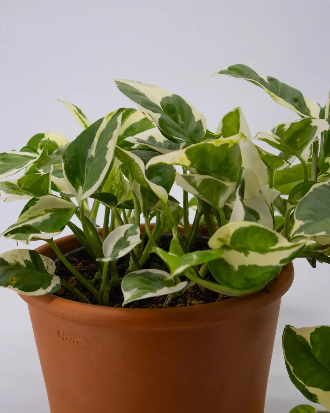 Hedera golden kolibri - VivaiBrugna