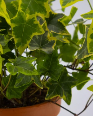 Hedera golden kolibri - VivaiBrugna