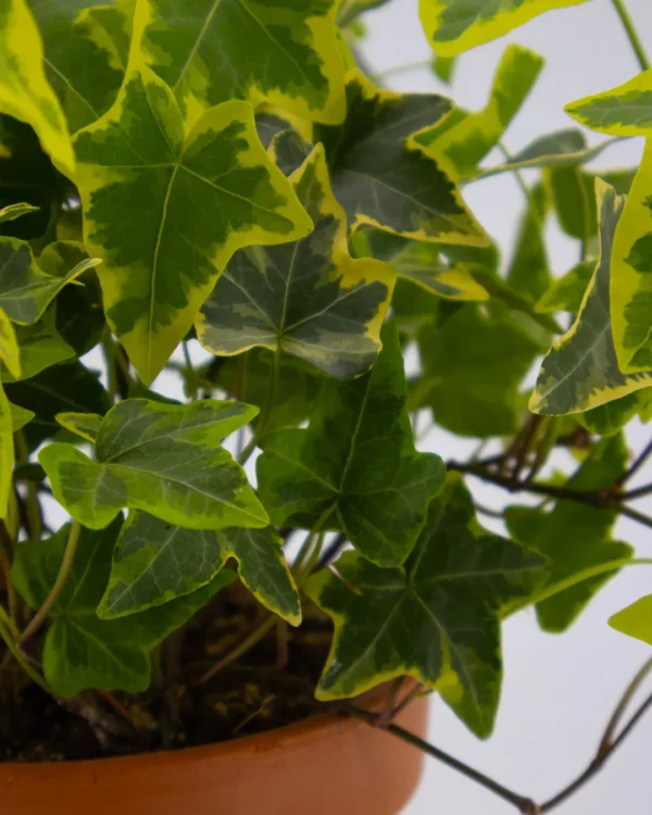 Hedera golden kolibri - VivaiBrugna