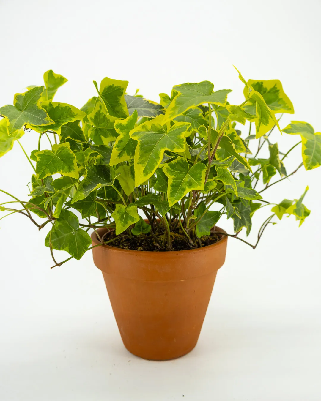 Hedera golden kolibri - VivaiBrugna
