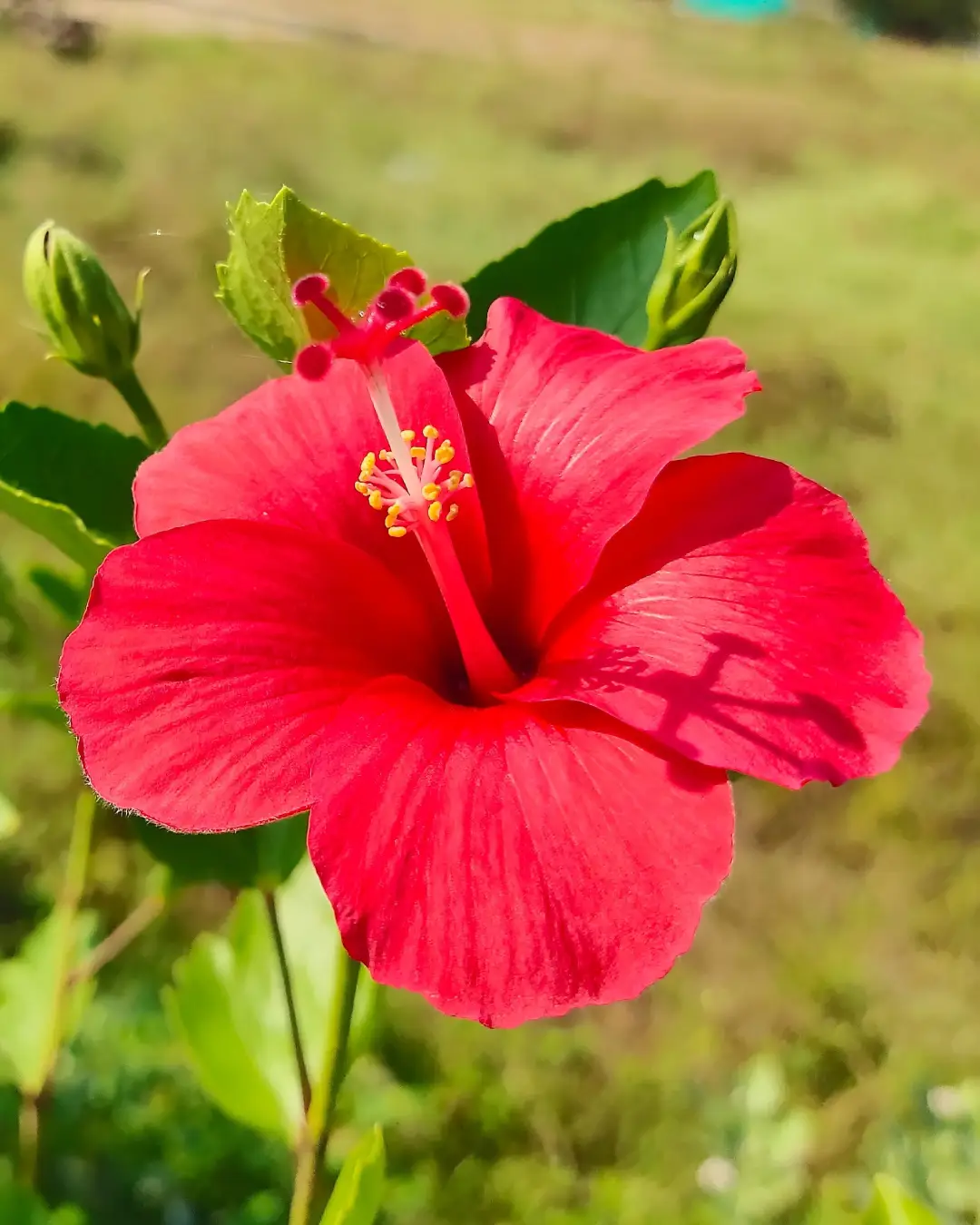 Hibiscus Moscheutos Summerific Holy Grail - VivaiBrugna