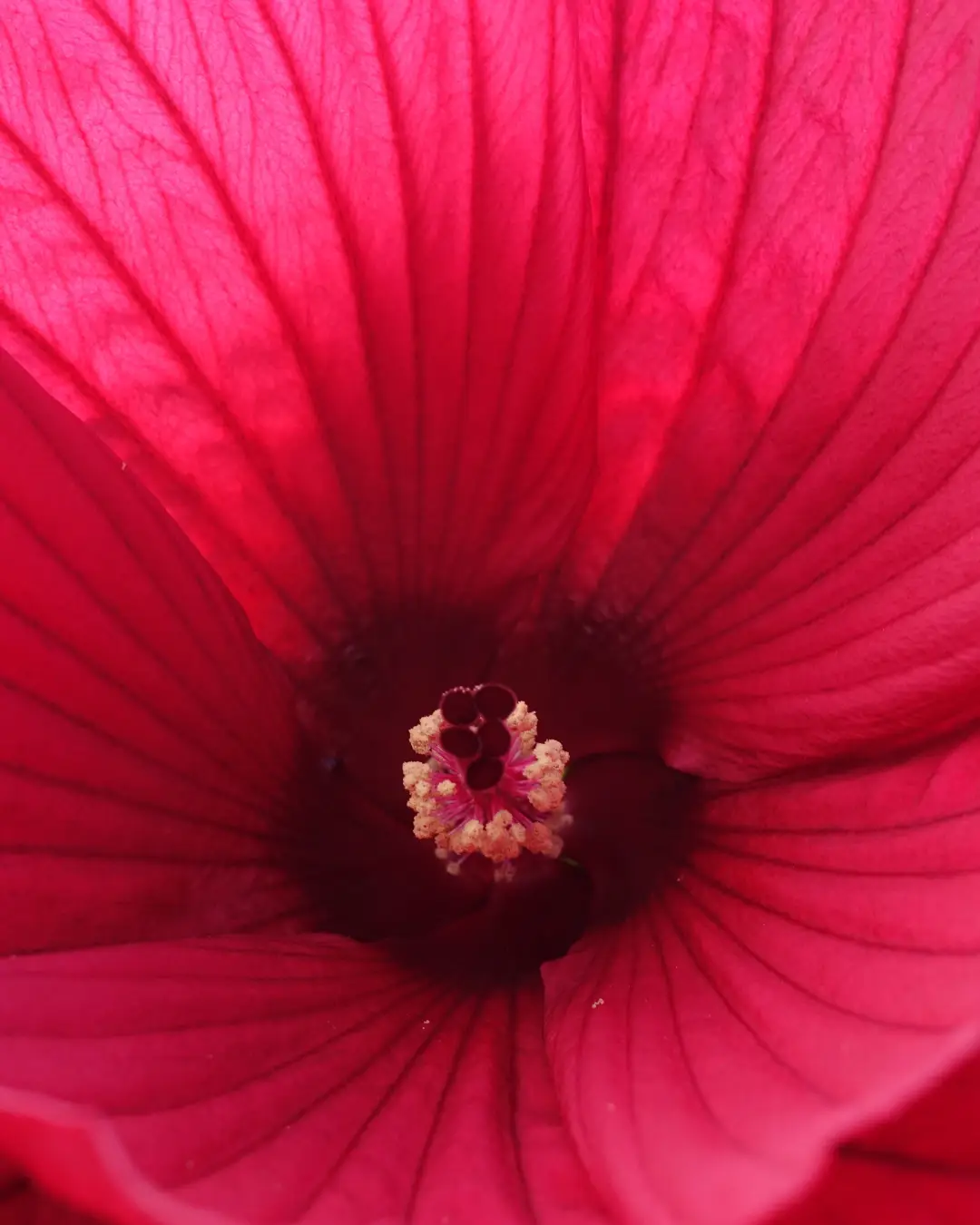 Hibiscus Moscheutos Summerific Holy Grail - VivaiBrugna
