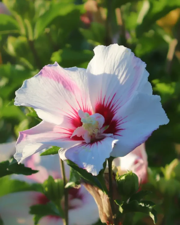 Hibiscus moscheutos summerific pacific storm - VivaiBrugna