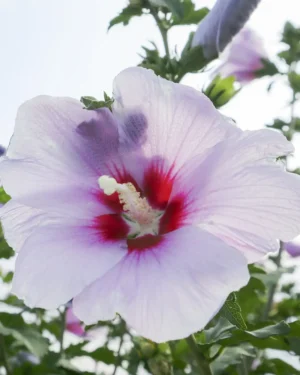Hibiscus moscheutos summerific pacific storm - VivaiBrugna