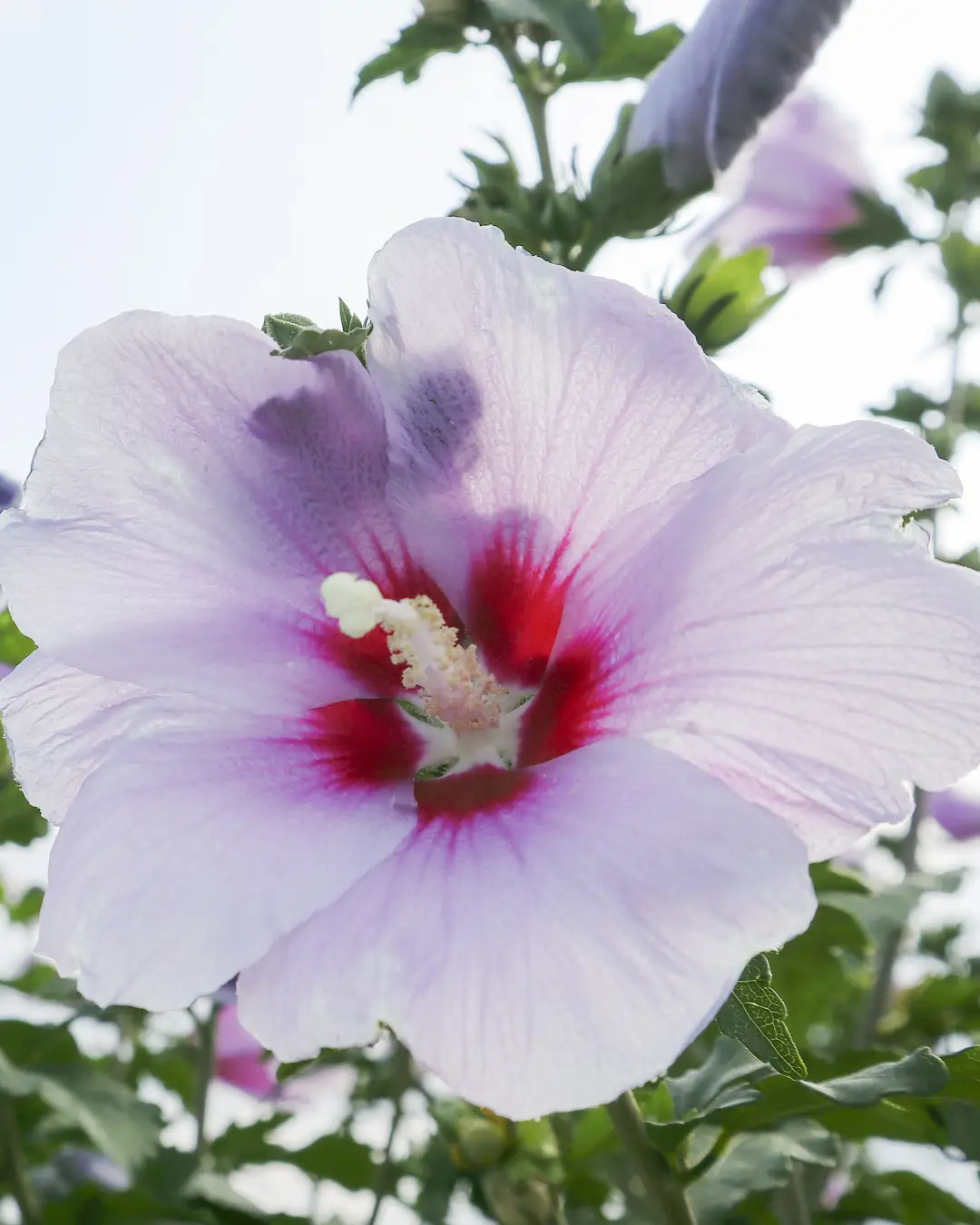 Hibiscus moscheutos summerific pacific storm - VivaiBrugna
