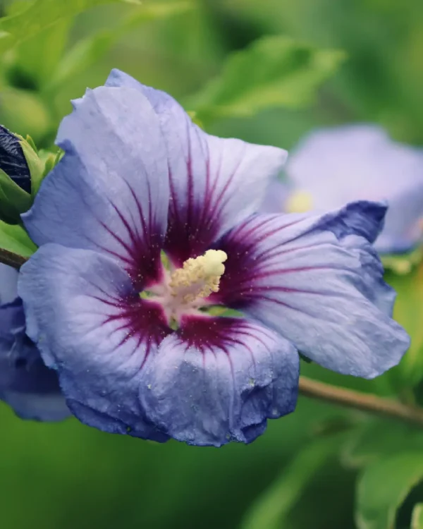 Hibiscus Syriacus Blue Chiffon - VivaiBrugna