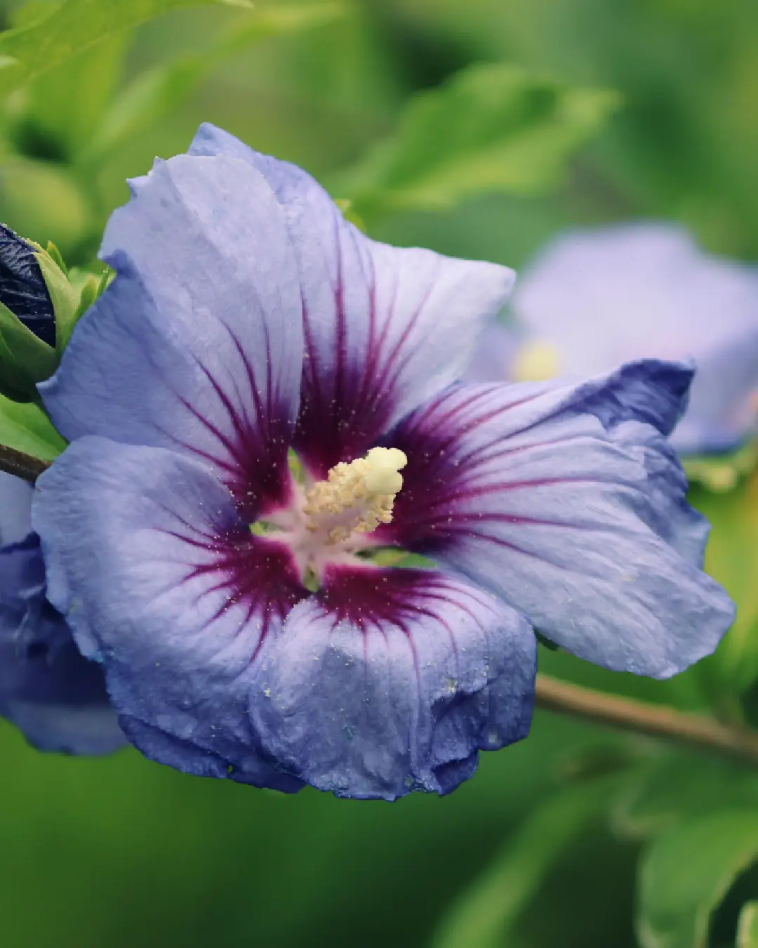 Hibiscus Syriacus Blue Chiffon - VivaiBrugna