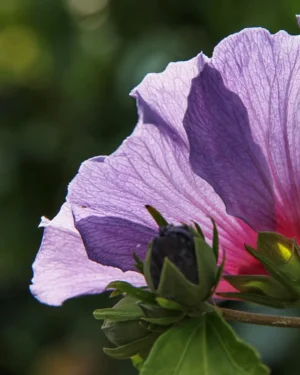 Hibiscus Syriacus Blue Chiffon - VivaiBrugna