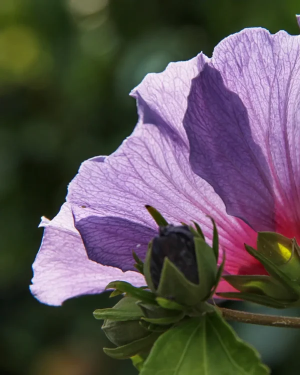 Hibiscus Syriacus Blue Chiffon - VivaiBrugna
