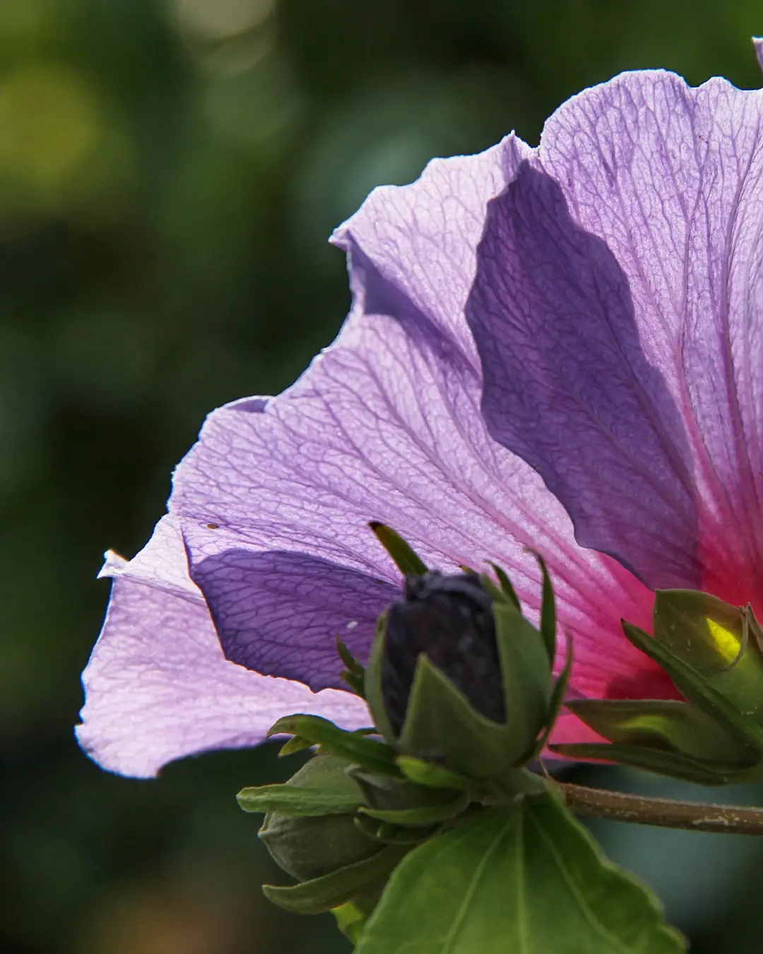 Hibiscus Syriacus Blue Chiffon - VivaiBrugna