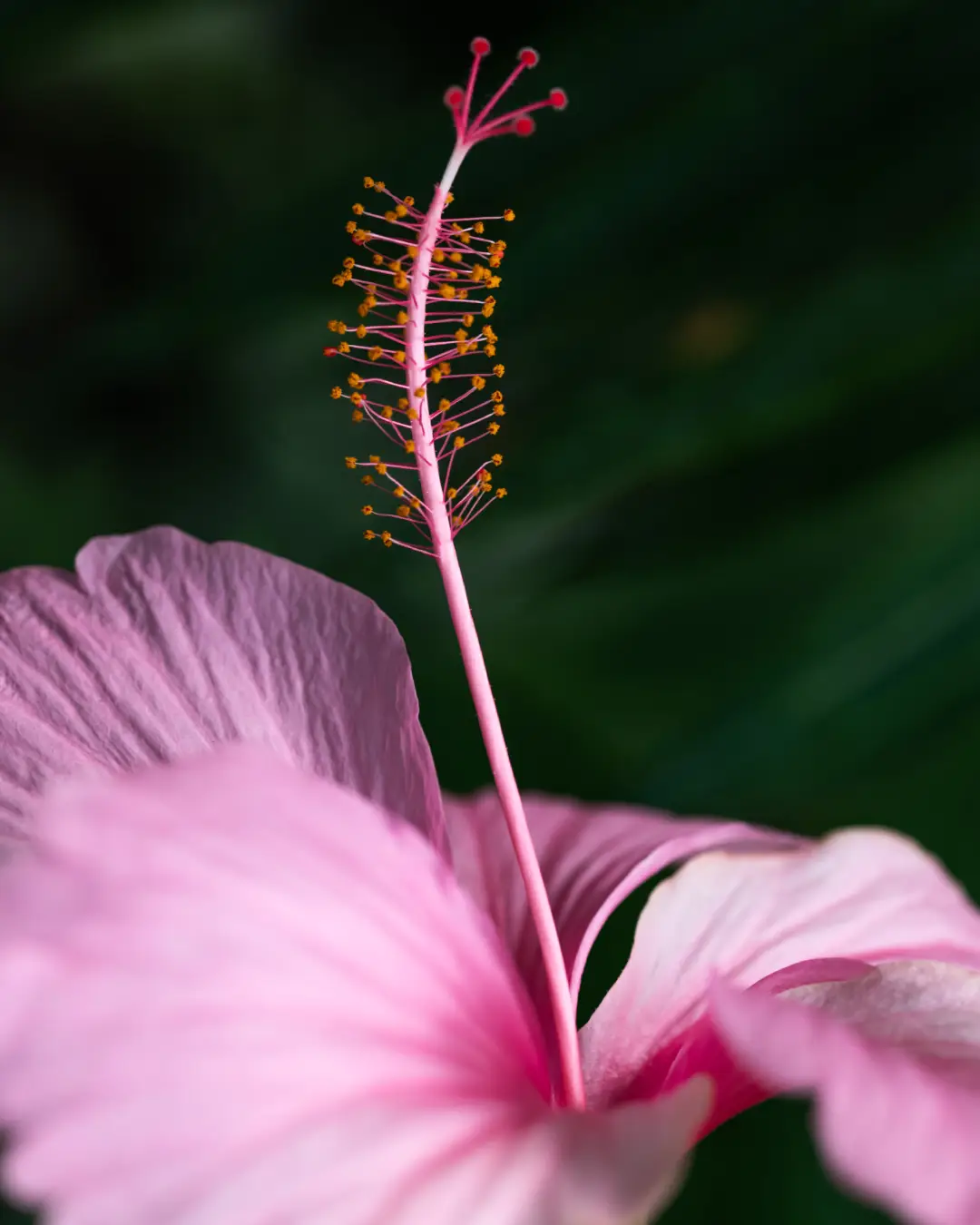 Hibiscus Syriacus Pink Chiffon - VivaiBrugna