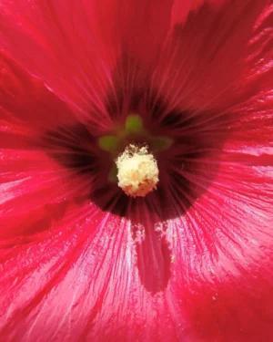 Hibiscus Syriacus Pink Chiffon - VivaiBrugna