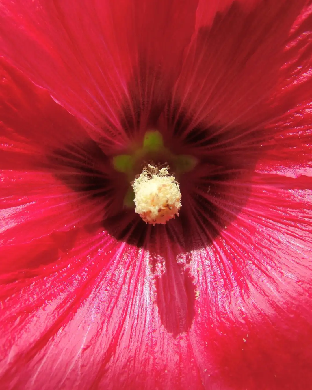 Hibiscus Syriacus Pink Chiffon - VivaiBrugna