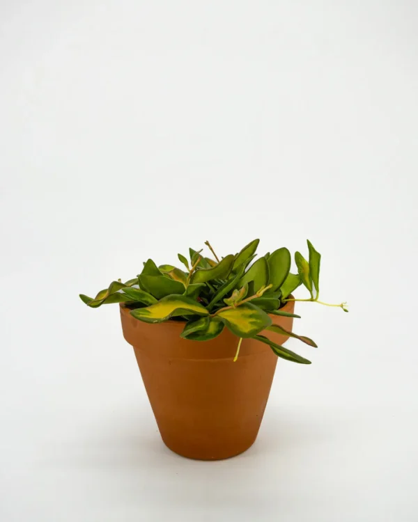 Hoya ds 70 - VivaiBrugna