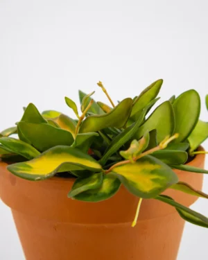 Hoya ds 70 - VivaiBrugna