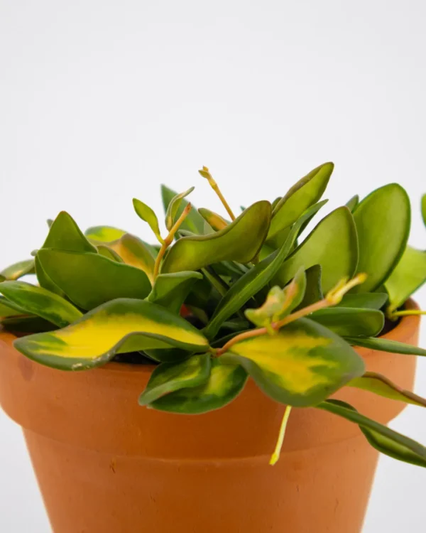 Hoya ds 70 - VivaiBrugna