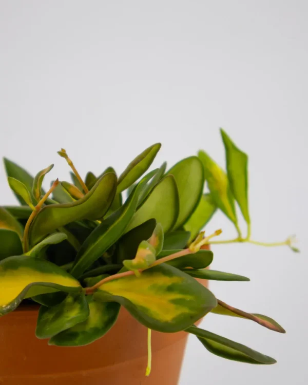 Hoya ds 70 - VivaiBrugna