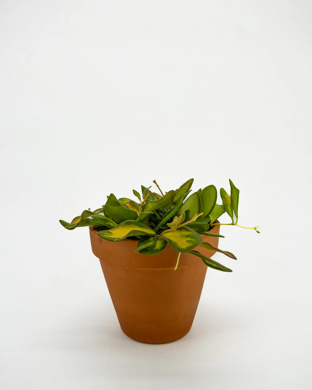 Hoya ds 70 - VivaiBrugna
