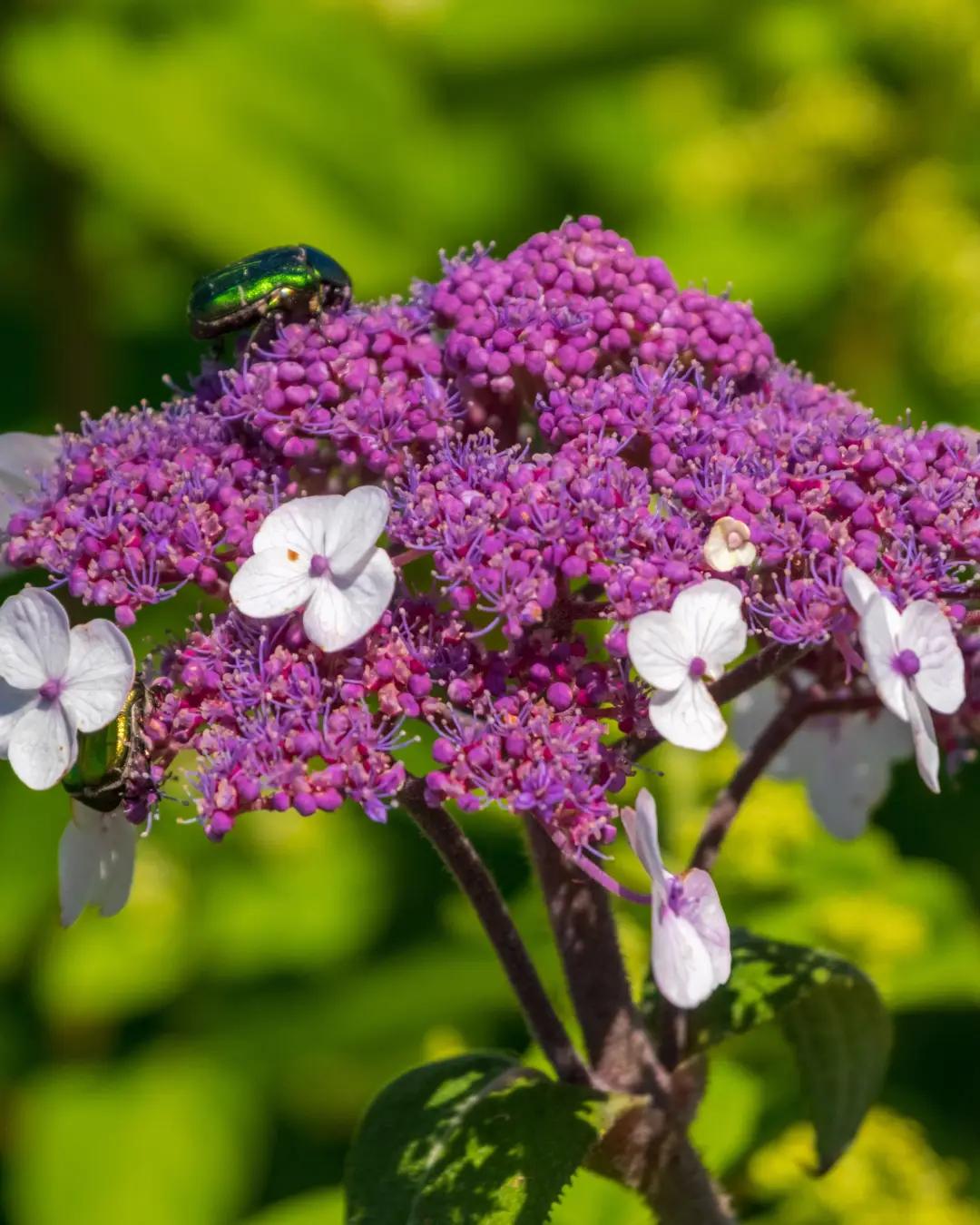 Hydrangea Macrophylla Ever Belles Chocolate - VivaiBrugna
