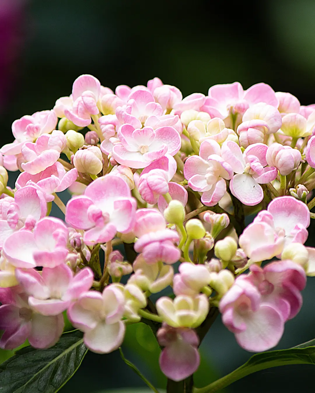 Hydrangea macrophylla "Ever Belles Red" - VivaiBrugna