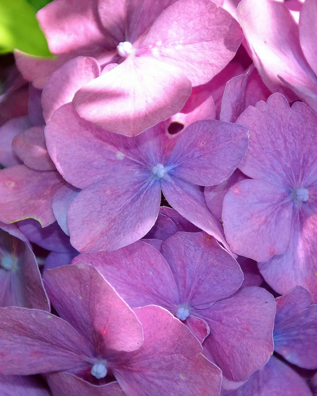 Hydrangea macrophylla "Ever Belles Red" - VivaiBrugna