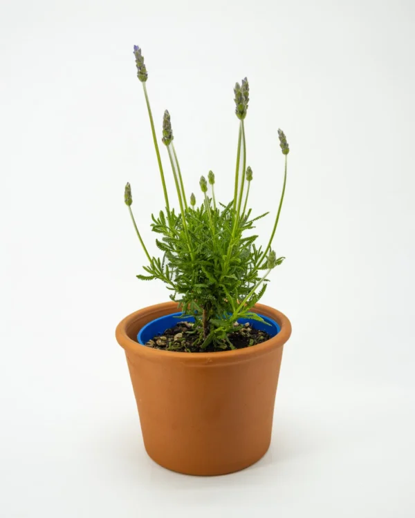 Lavandula angustifolia - VivaiBrugna