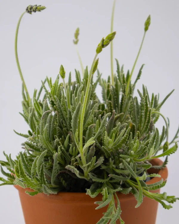 Lavandula angustifolia - VivaiBrugna