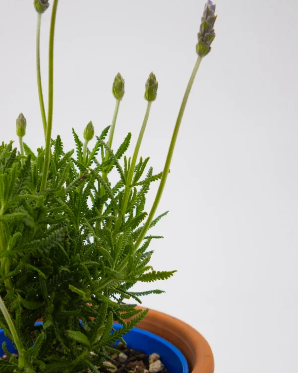 Lavandula angustifolia - VivaiBrugna