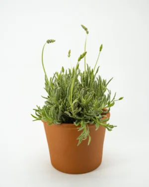 Lavandula officinalis - VivaiBrugna