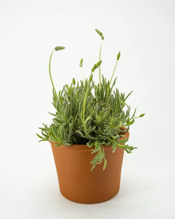 Lavandula officinalis - VivaiBrugna
