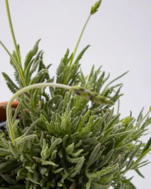 Lavandula officinalis - VivaiBrugna