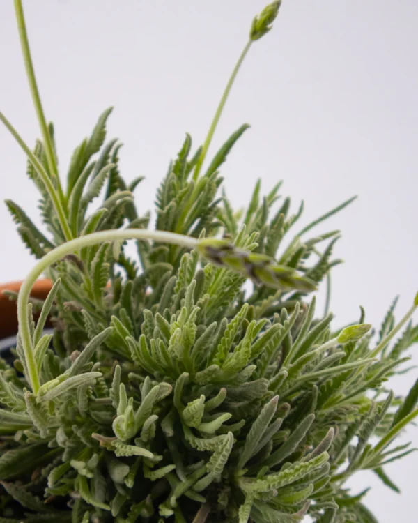 Lavandula officinalis - VivaiBrugna