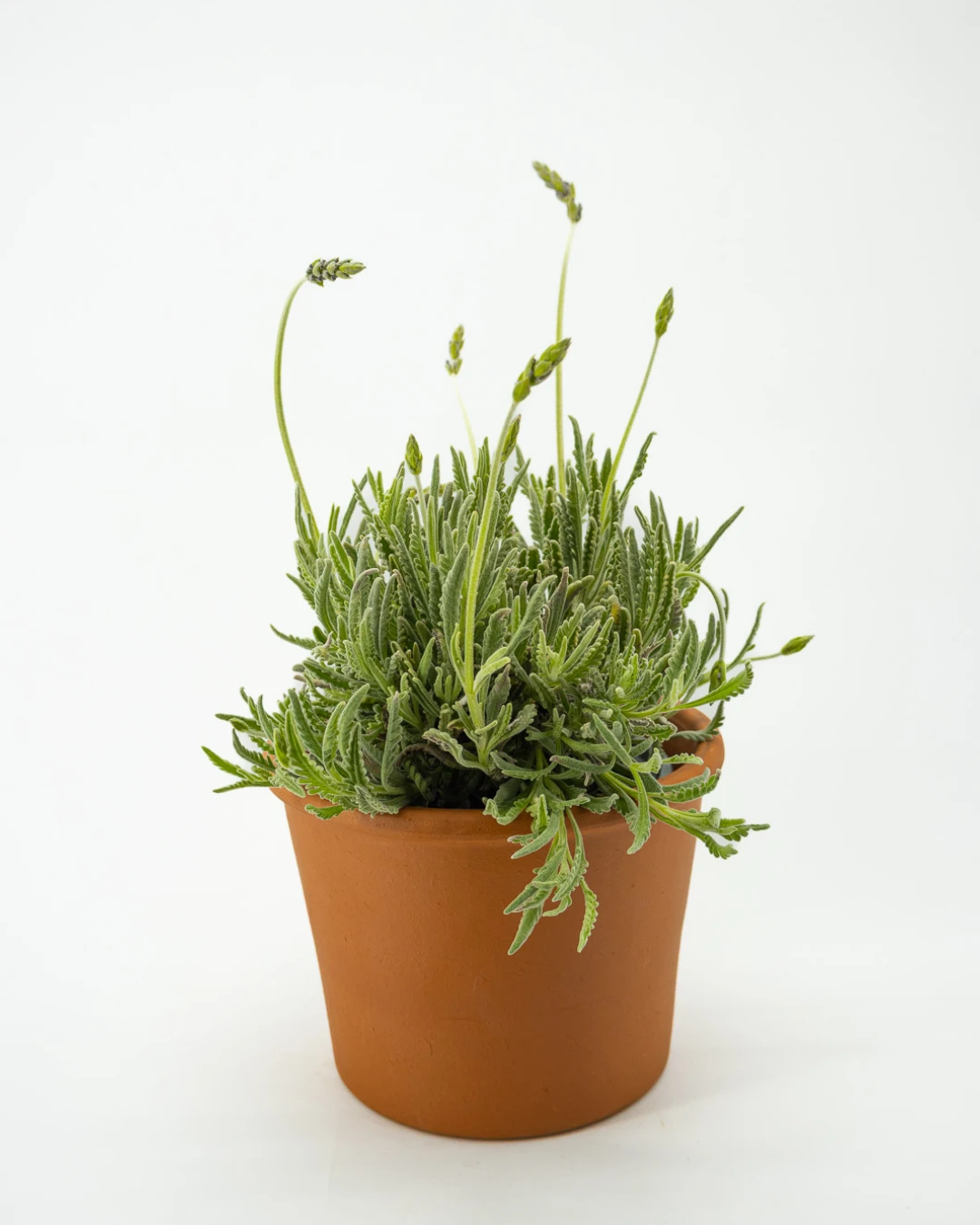 Lavandula officinalis - VivaiBrugna