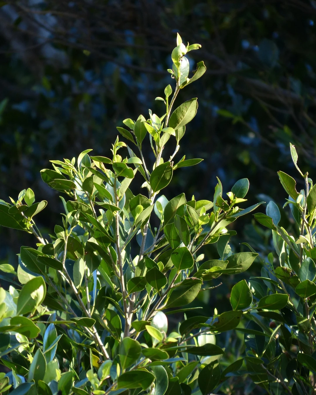 Laurus Nobilis - VivaiBrugna