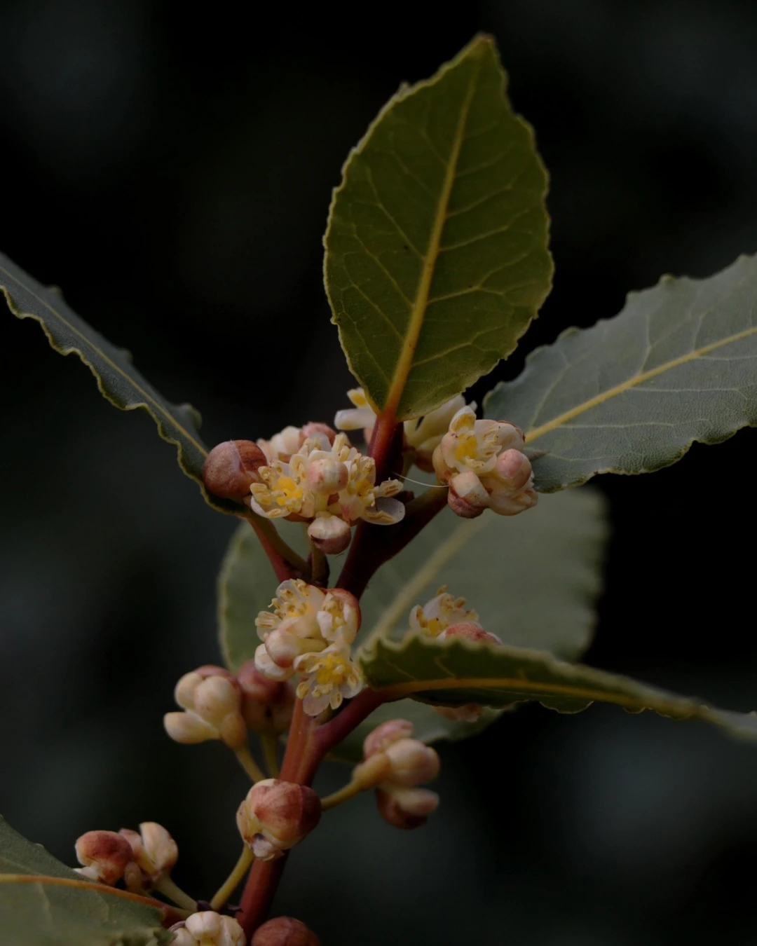 Laurus Nobilis - VivaiBrugna