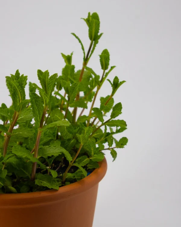 Menta Mojito - VivaiBrugna