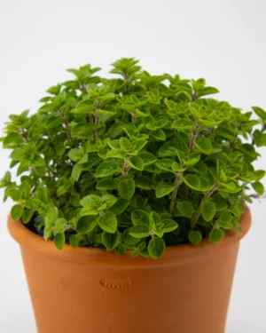 Menta marocchina - VivaiBrugna