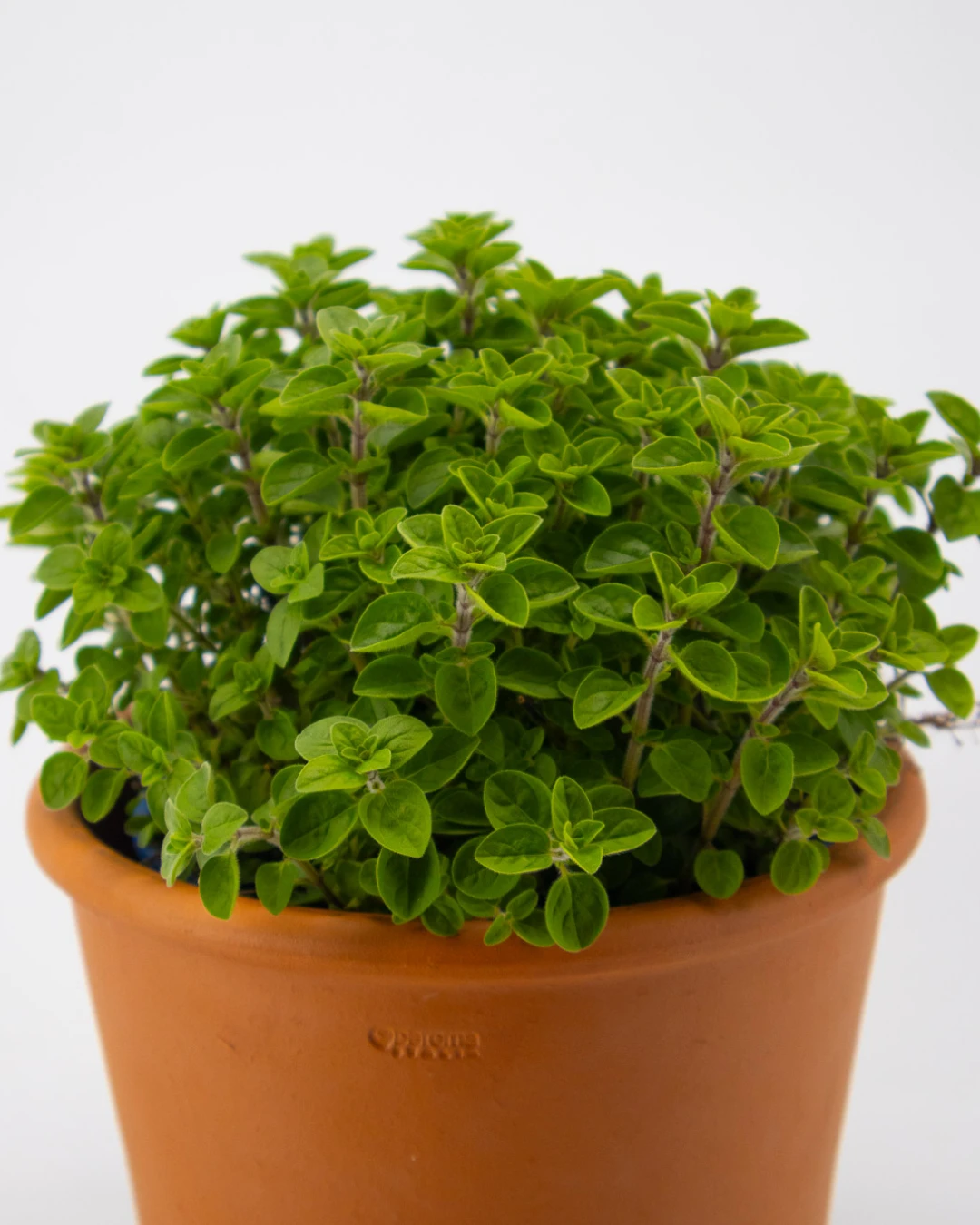 Menta marocchina - VivaiBrugna